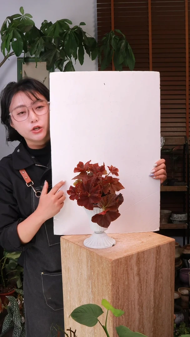 无花朵鬼灯晚秋海棠