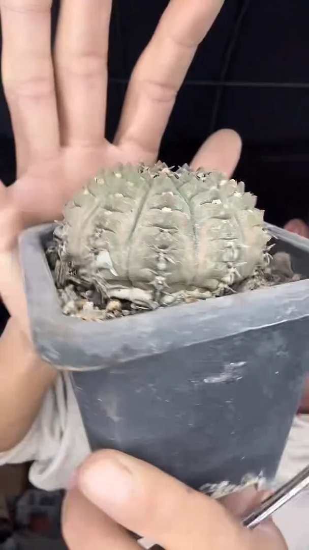 实生黑刺凤头19.99配货看图