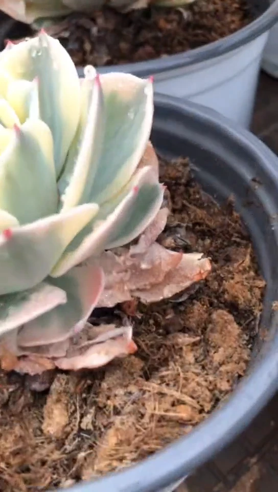 【闪购商品】雨蝶锦7.9米带盆土