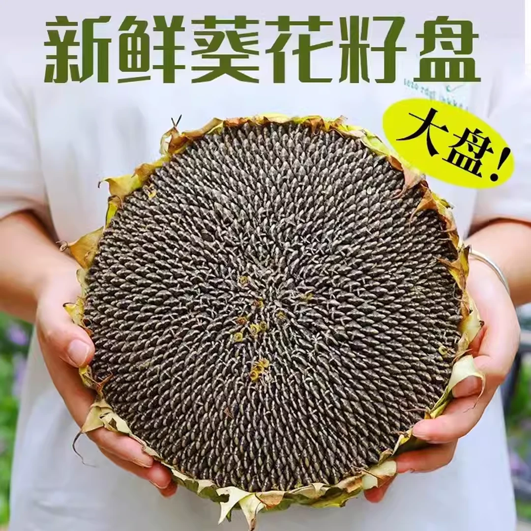 新鲜直达现摘新鲜葵花盘带籽新货葵盘生瓜子向日葵原味湿葵花籽
