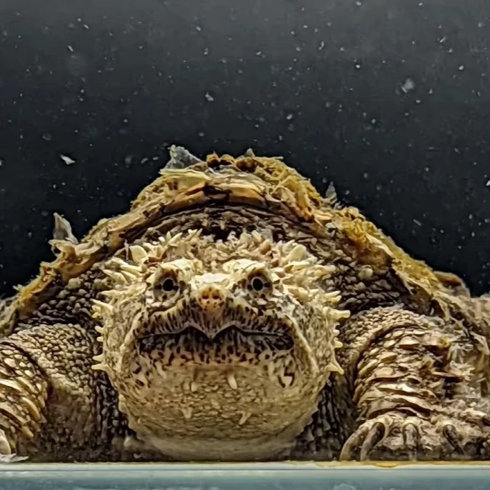 【直播精选】原种白佛名后凶猛佛鳄爆刺压成苗子人工养殖观赏宠物