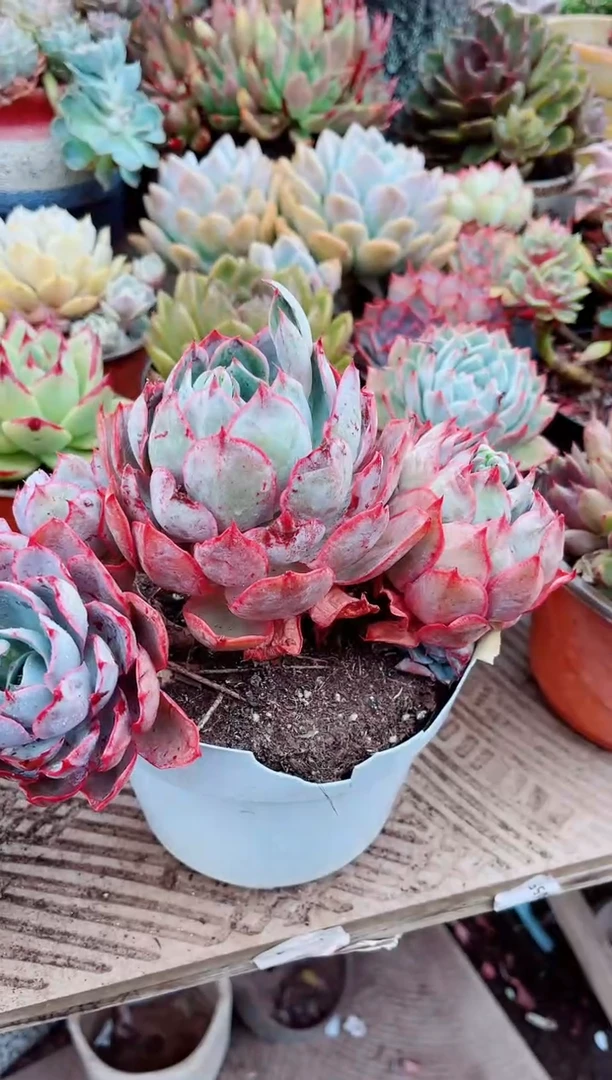 25177多肉植物一物一拍