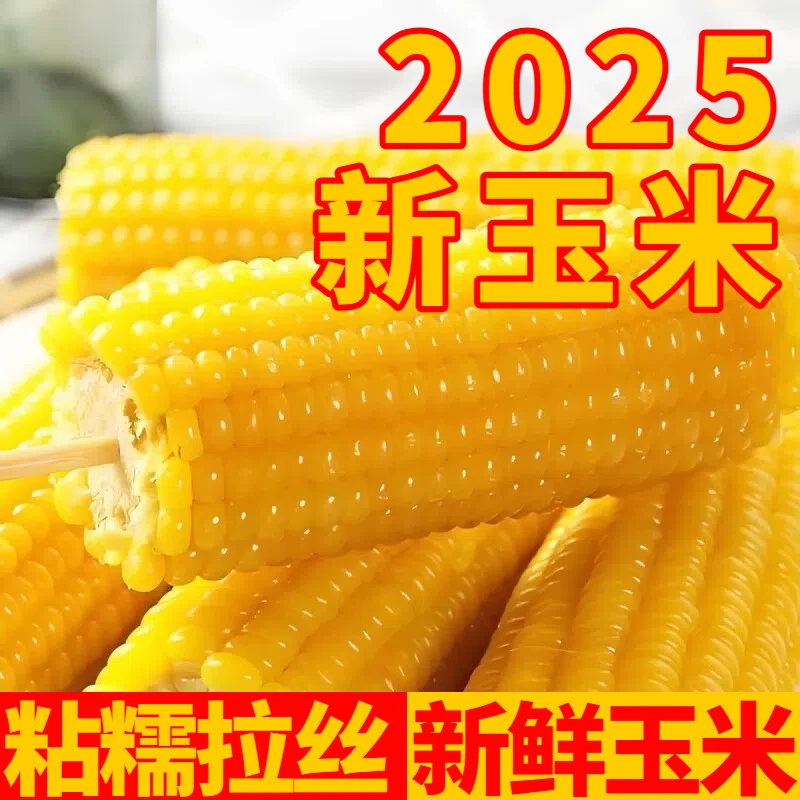 【2025新玉米】东北黄糯玉米粘糯240-260g轻食丰收季粗粮早餐晚餐