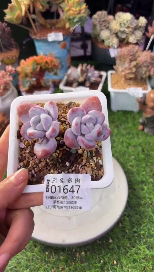 昆明印象多肉01647