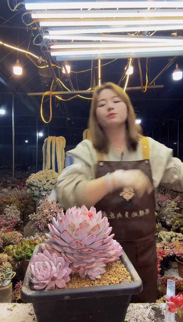 【闪购商品】橙梦露4号一物一拍（包邮）