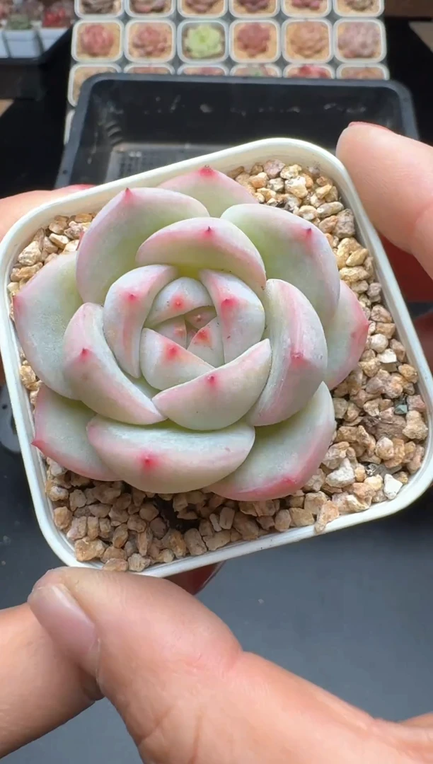 【闪购商品】983号 珍妮杂交多肉 花卉植物