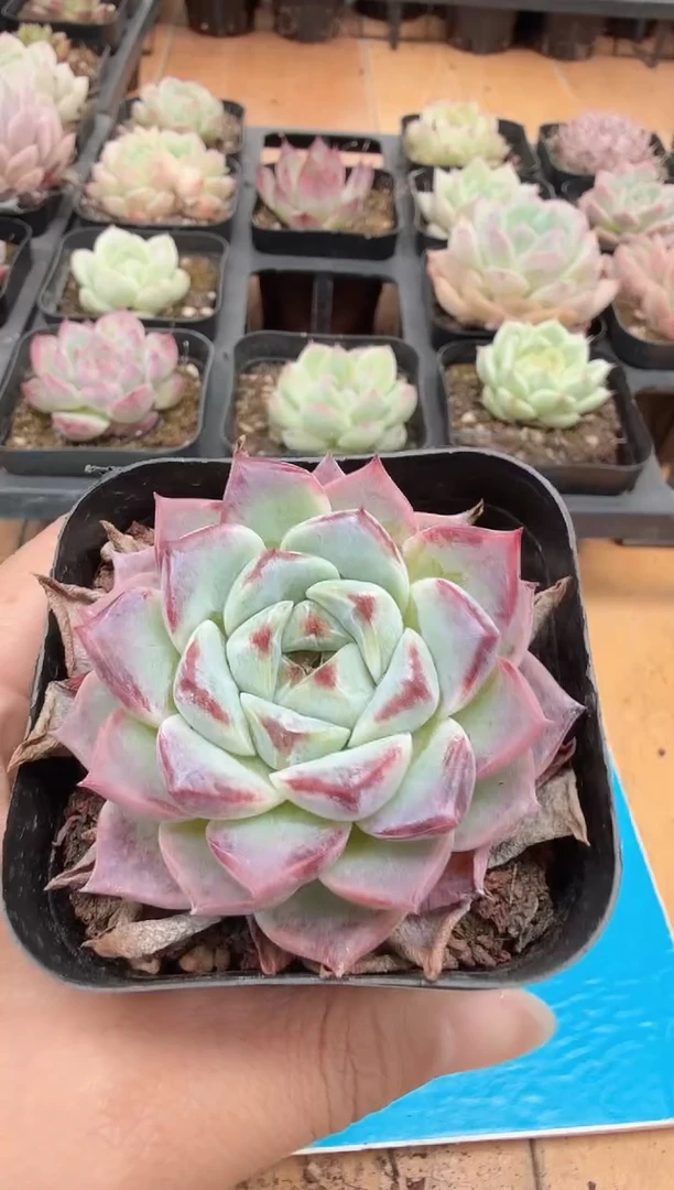 东云多肉园二店-201