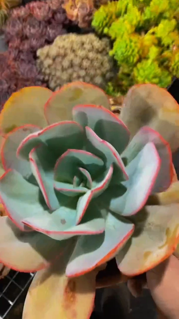 【闪购商品】1250布鲁克林蓝