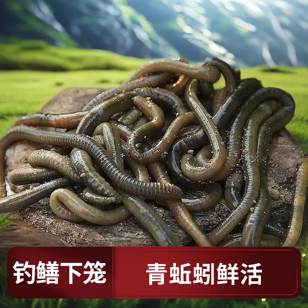 青蚯蚓鲜活活饵黑蚯蚓腥臭蚯蚓钓黄鳝排钓下地笼蚯蚓蚯蚓活饵包邮
