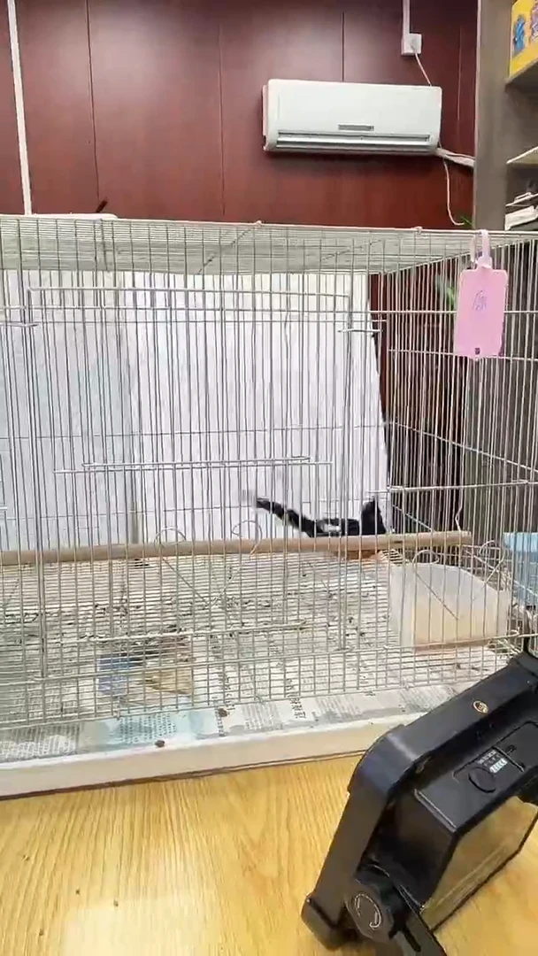 73号原毛长尾养笼0元起拍