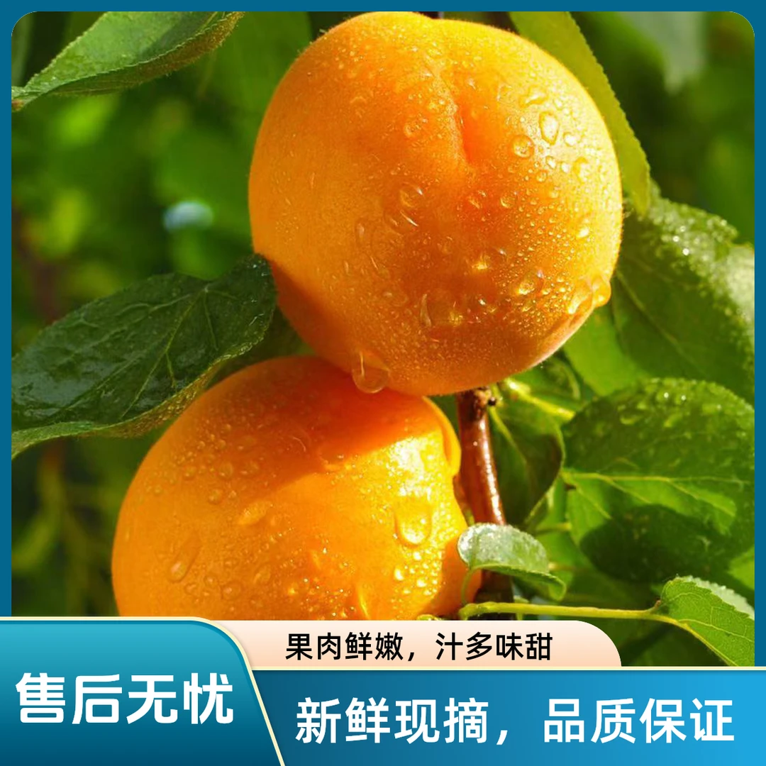 25年现摘现发大黄杏山西运城新鲜金太阳杏子新鲜当季孕妇水果酸甜