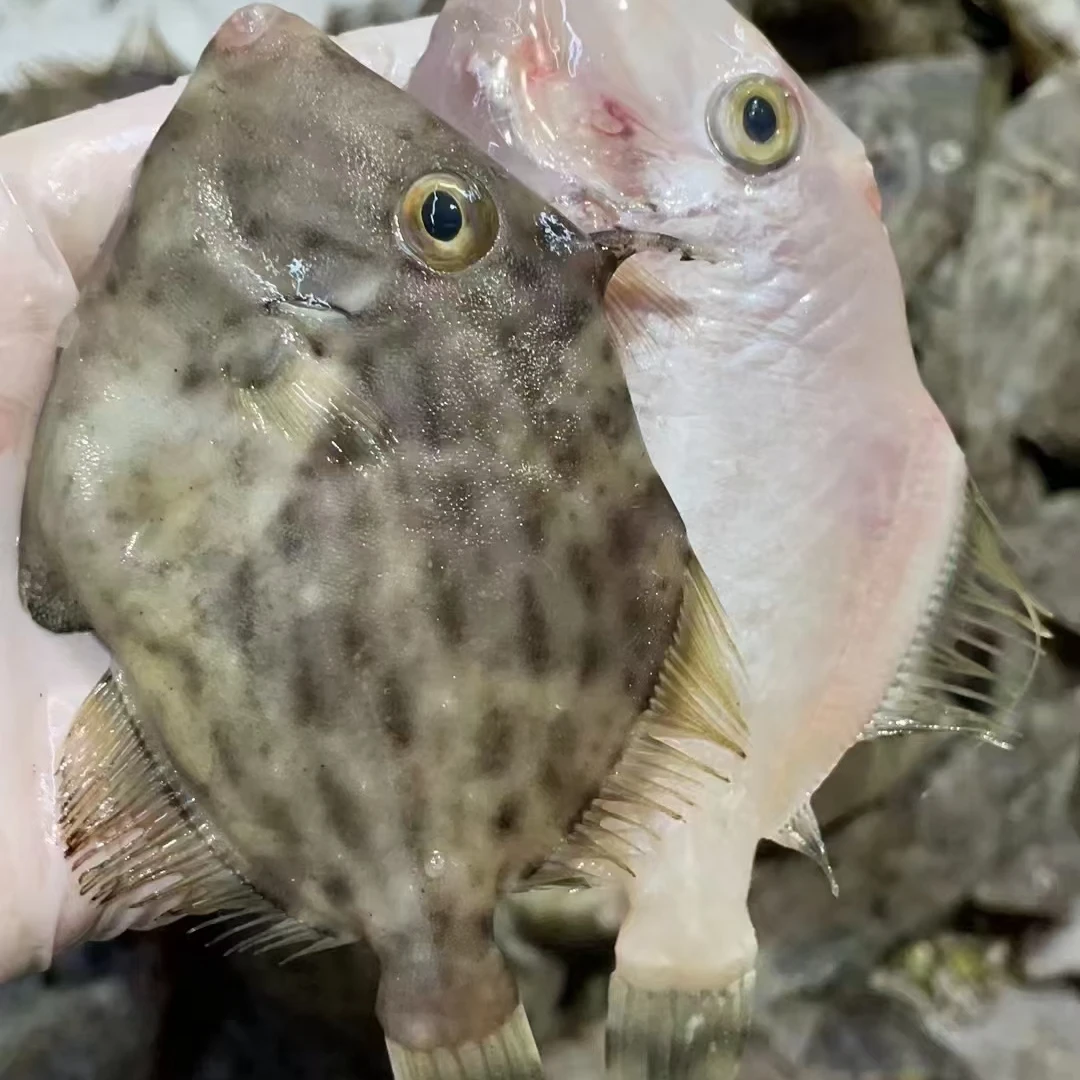 【惠来本港】-4斤自家渔船捕捞本港圆迪剥皮鱼当天捕捞质量新鲜货