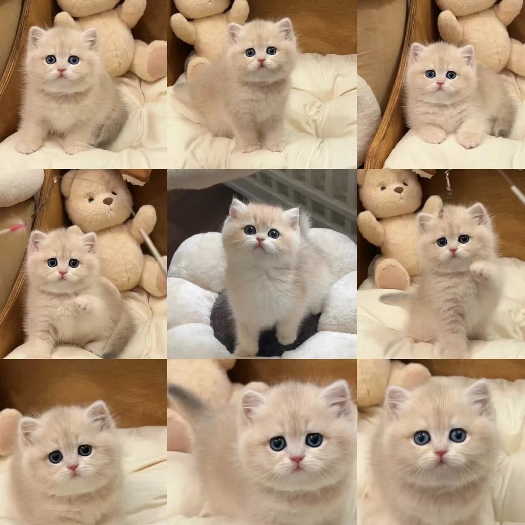 【领宠甄选】精品猫猫萌宠
