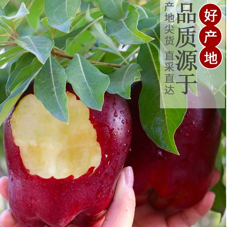 2025甘肃天水花牛苹果蛇果新鲜采摘脆粉两吃当季水果