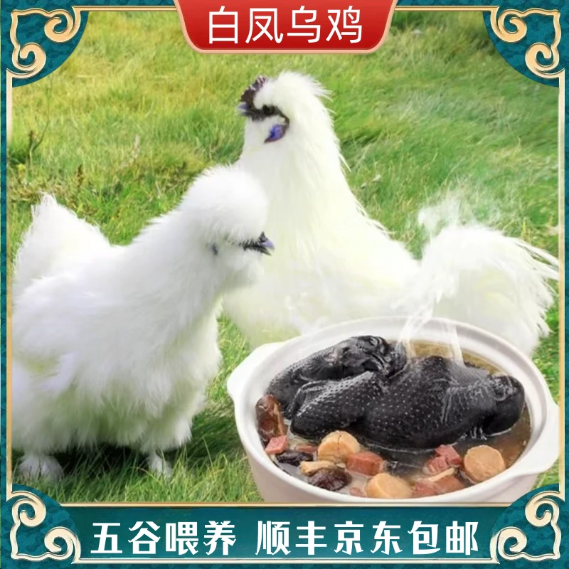 【欢欢】林间散养白凤乌鸡 发4只净重共8-9斤 冷链运输