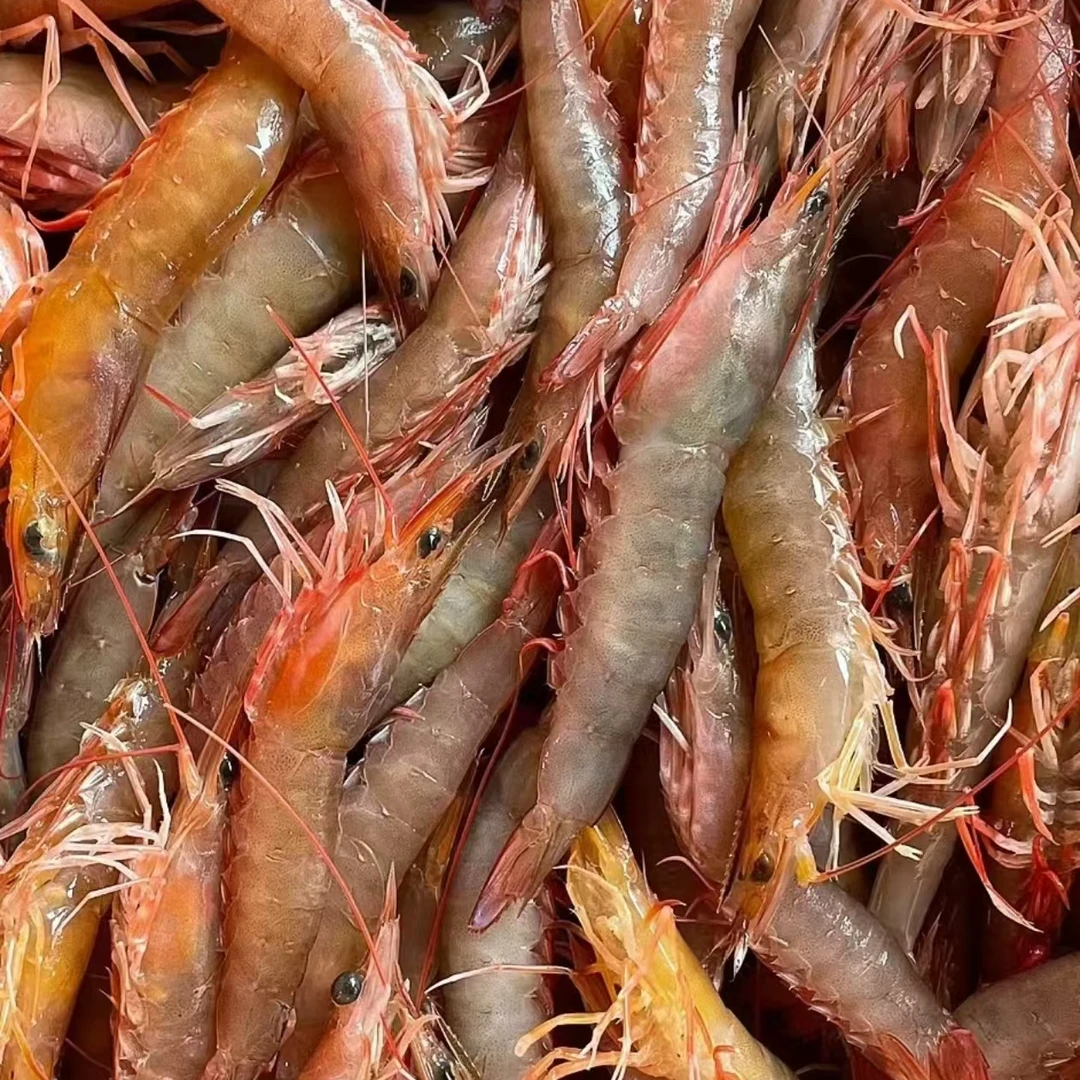 纯野生 白虾/芦虾/花虾 2/3斤 连云港发货