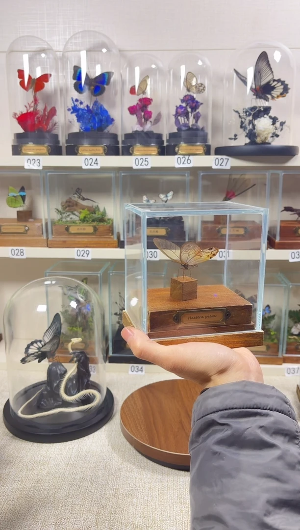 大自然真实蝴蝶标本