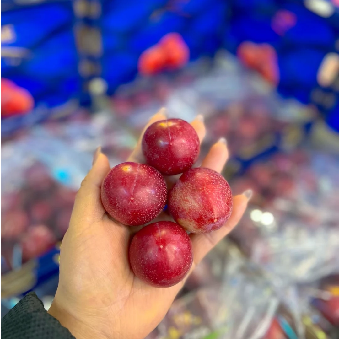 【东胜同城小时达】智利A级李子（1斤）