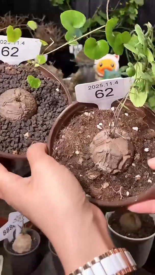 62号1104福利特价南非龟甲龙套餐