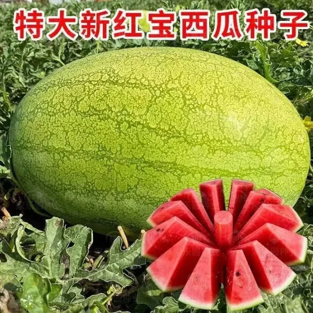 红宝西瓜特大超甜薄皮红宝沙瓤西瓜懒汉青皮西瓜种子
