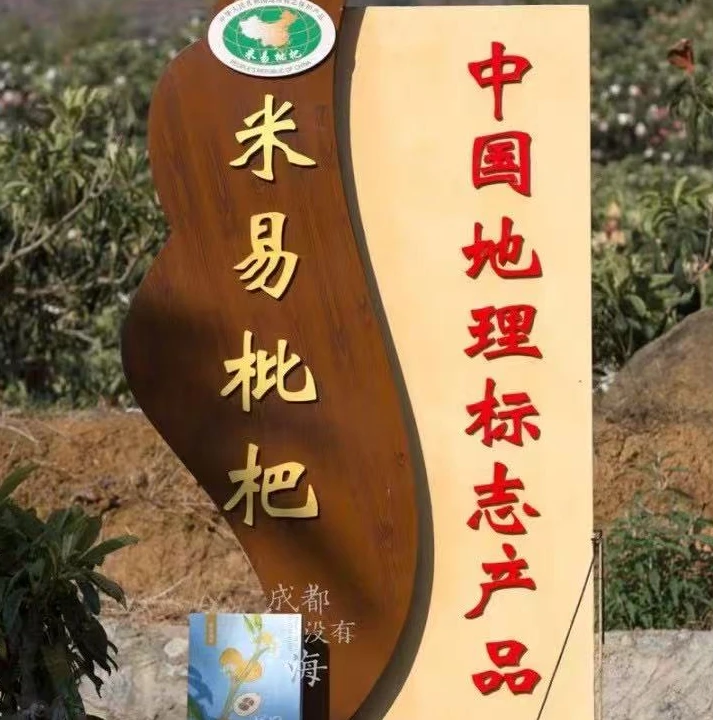 四川米易农户自种早中枇杷5斤净重