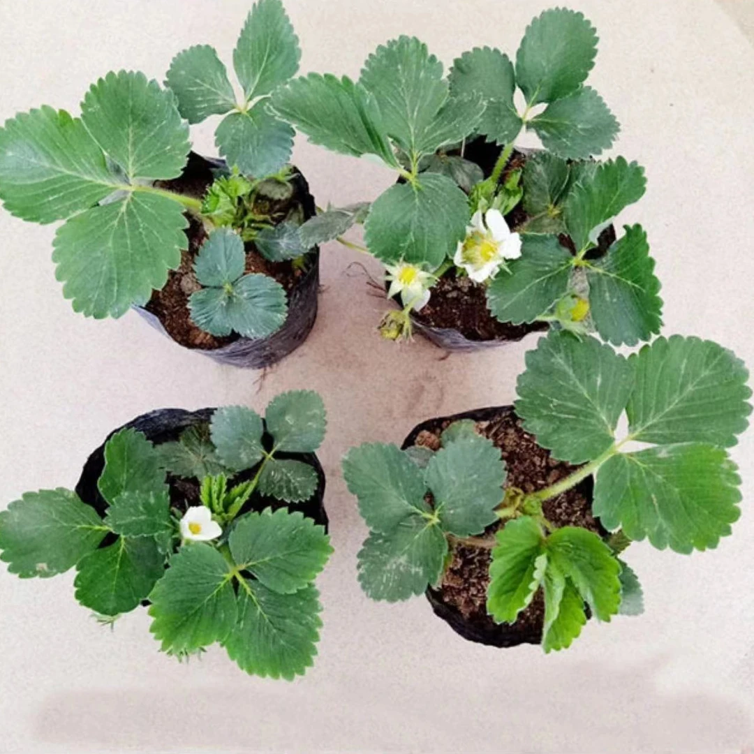 (20天结果)奶油草莓盆栽四季阳台南方北方都种植当年开花结果草莓