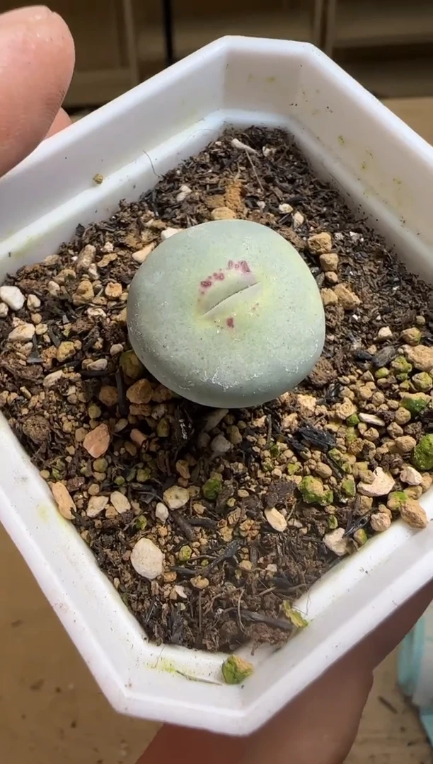 【闪购商品】14-115