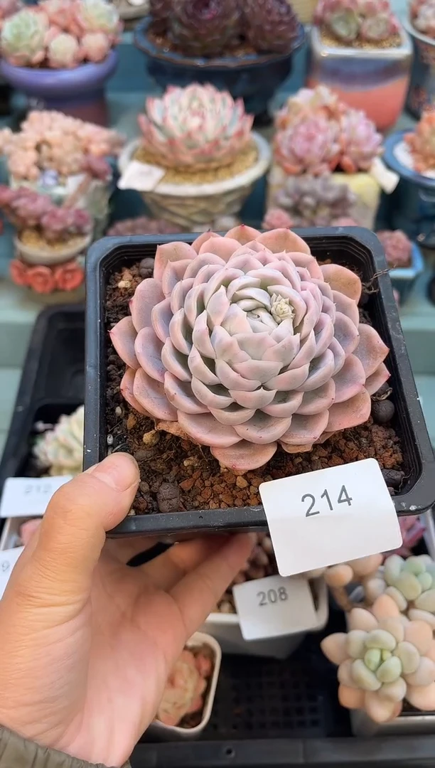 孑*214单头雪球锦多肉