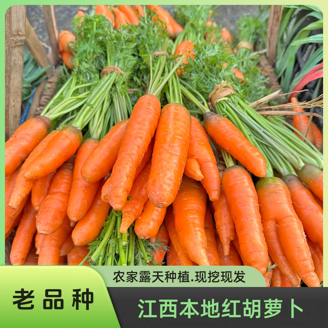 江西本地红胡萝卜农家露天自种老品种胡萝卜小个体鲜胡萝卜香甜味