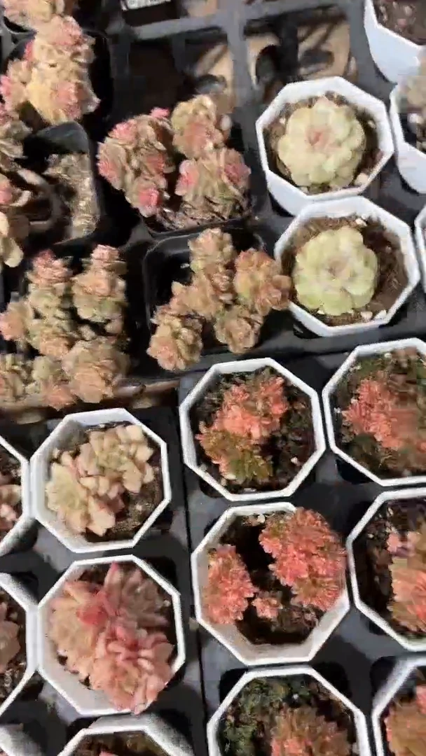 【闪购商品】八角杯小人姬锦多肉