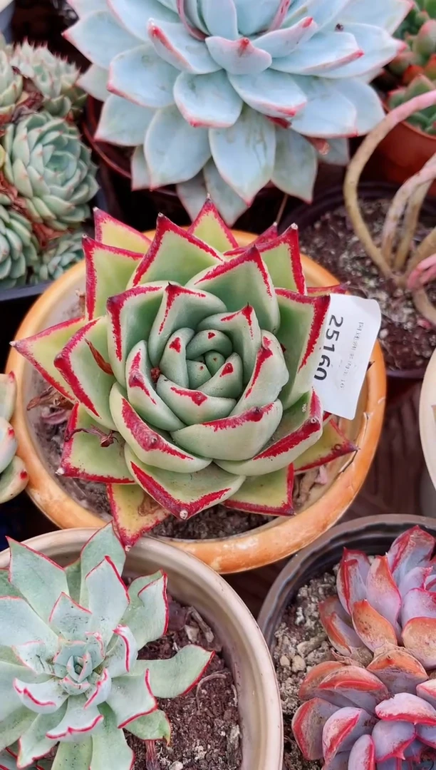 25160多肉植物一物一拍