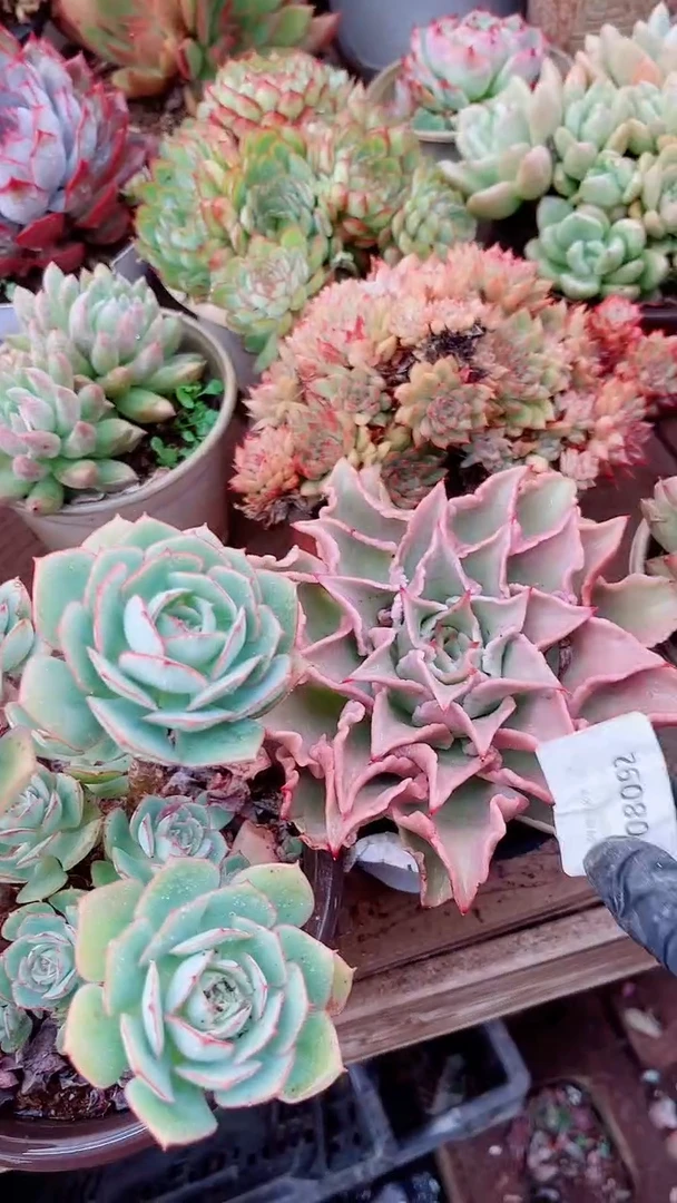 ?***?多肉植物一物一拍08092