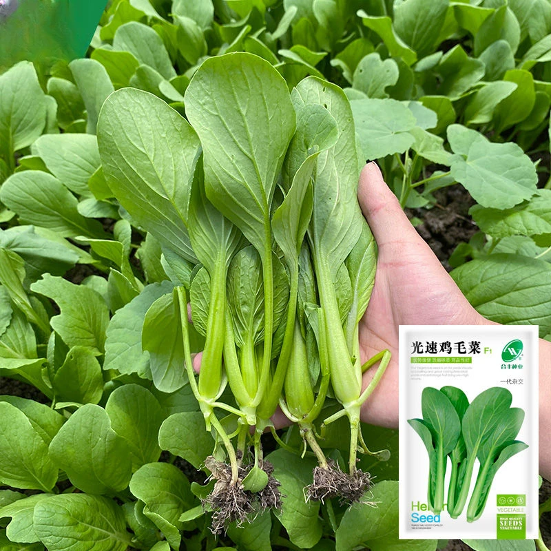 F081速生鸡毛菜种子可吃四季小白菜种籽新手易种阳台盆栽蔬菜种子