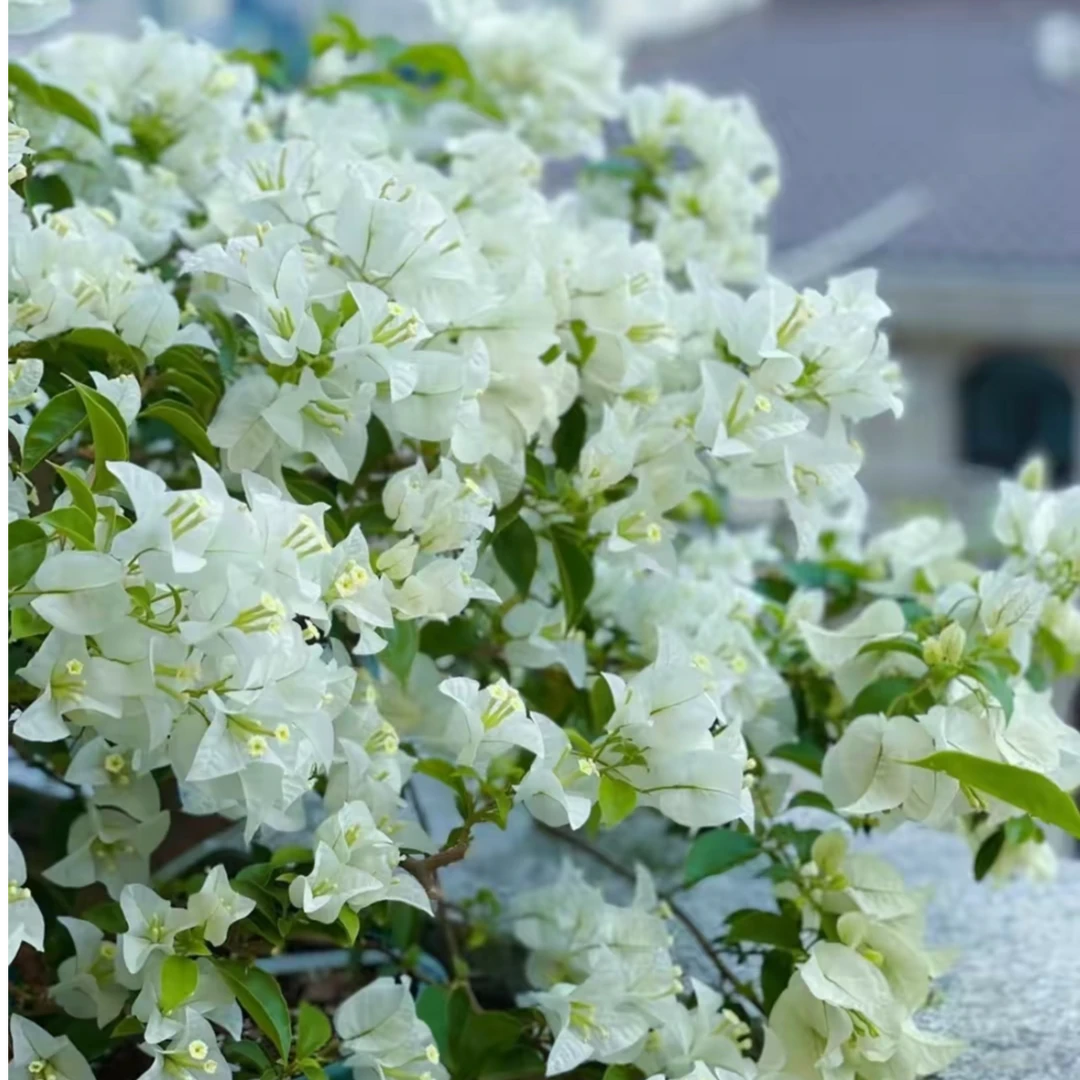 【白雪公主】三角梅花卉勤花四季开伊娃系列好养易活植物