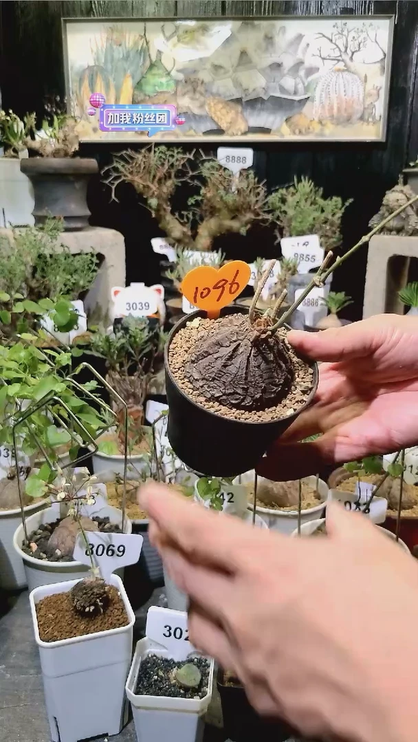 1096号1124福利墨西哥龟甲龙