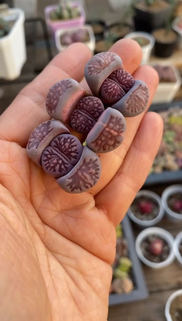 【闪购商品】5651直播一物一拍