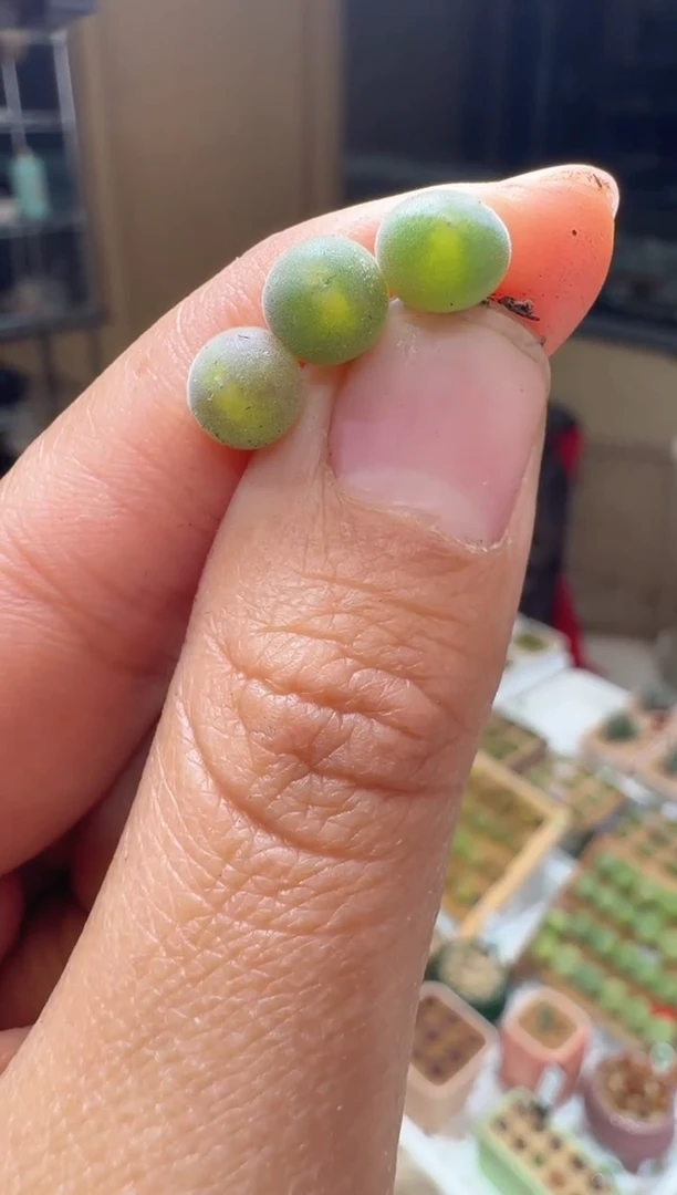 203多肉植物肉锥猫头鹰空蝉一颗