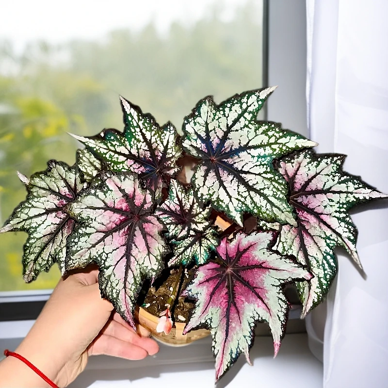 罗伯特高灯圣骑士红拖鞋室内阳台观叶热带雨林盆栽网红绿植