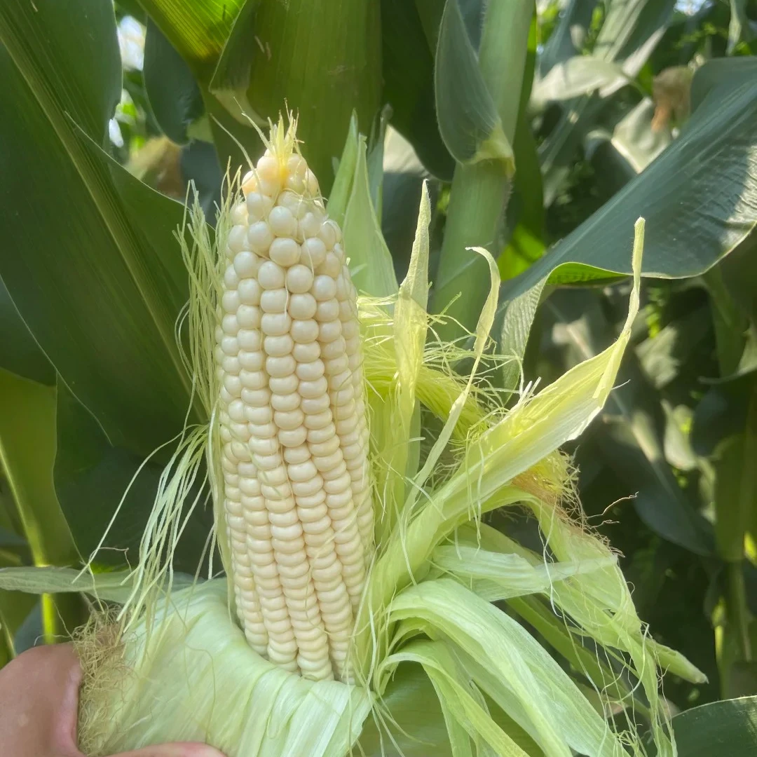 【密云农家336甜糯玉米 】到手8根现摘现发 顺丰包邮（真是自己家的）北京市