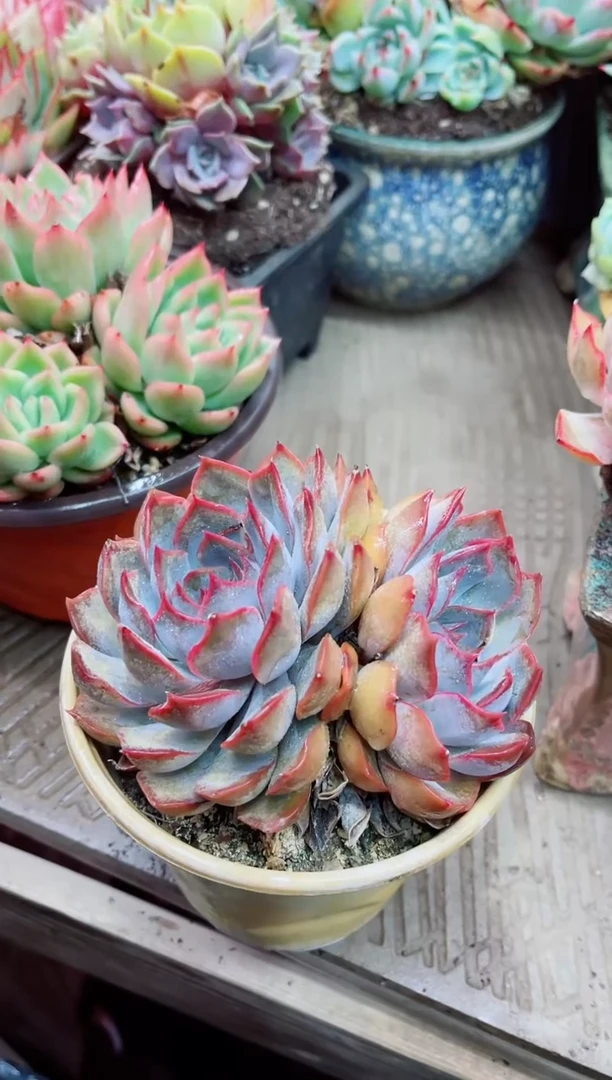 25021多肉植物一物一拍