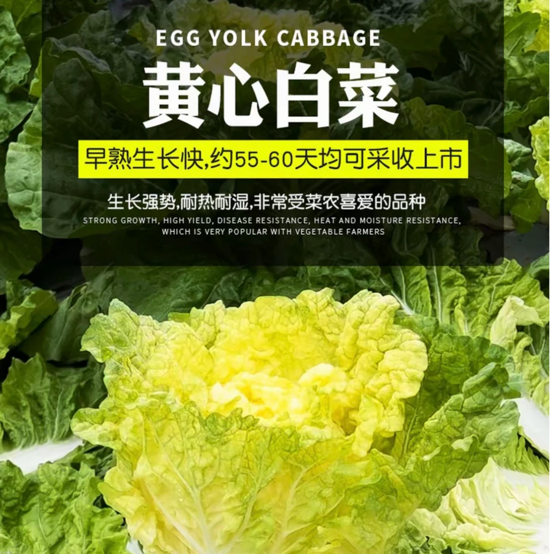 黄心大白菜种子高产抗病耐热耐寒四季可种适用于阳台庭院盆栽地栽