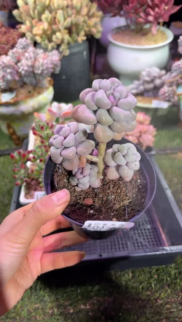 【闪购商品】04754