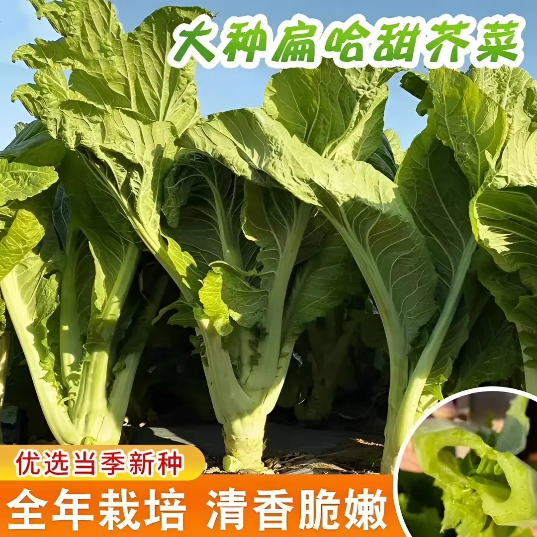 甜芥菜香叶荠菜蔬菜种子家庭种植