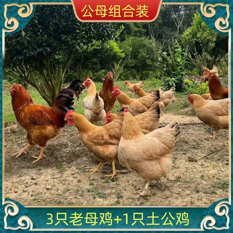 【竹林土鸡】3只2年老母鸡+1只土公鸡 发4只净重共10-11斤 带内脏