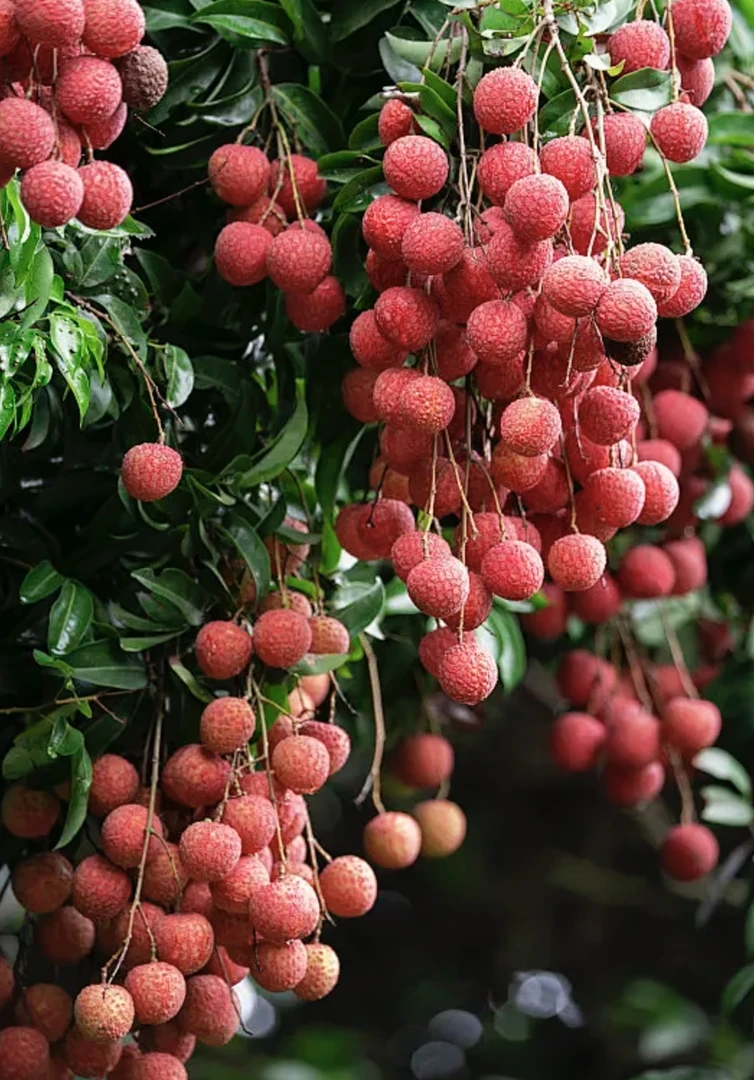 （广东省外拍）从化灌村温泉槐枝荔枝花香清甜可口新鲜现摘