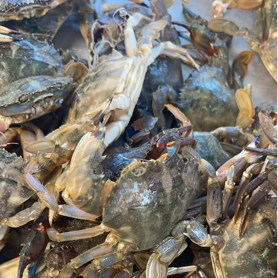 1渤海湾花盖蟹小号【保鲜不保活】4