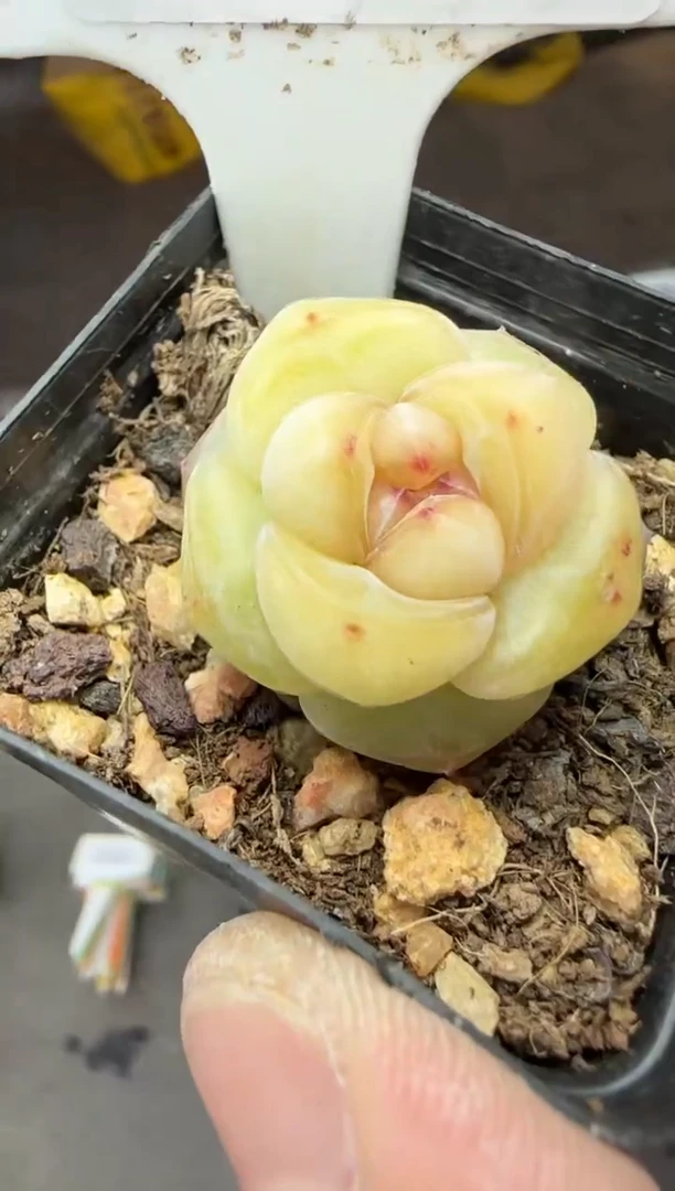 【闪购商品】一物一拍0307—332