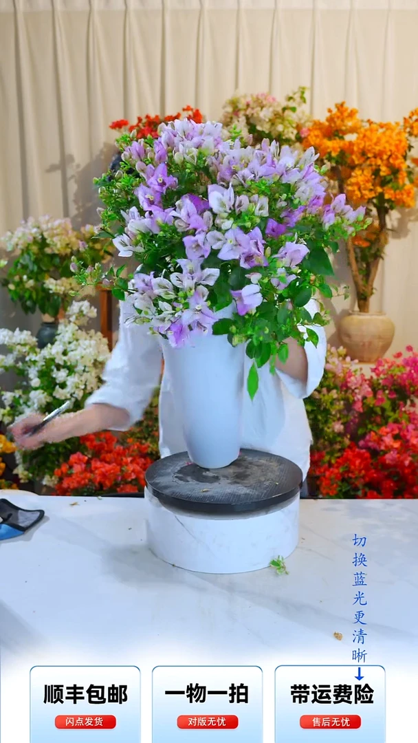大部分开放少量花苞梦幻雪紫