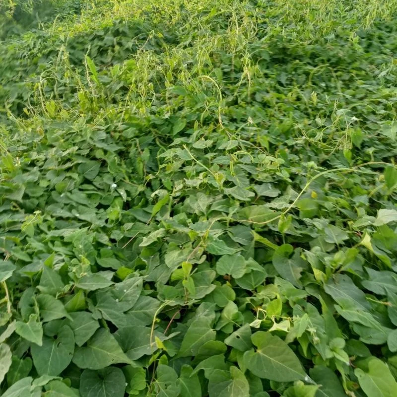 人工改良何首乌苗