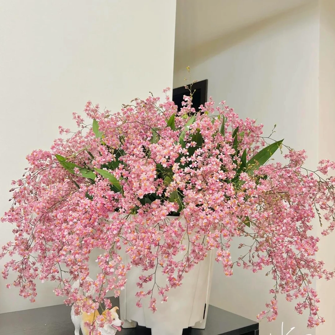 梦香兰光棕粉（25枝花剑起）带花苞盆栽花卉，云南基地直发 蒋